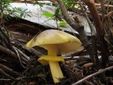 Amanita augusta image