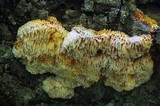 Pycnoporellus alboluteus image
