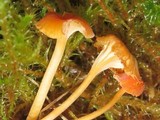 Rickenella fibula image