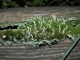 Cladonia carneola image