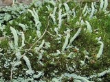 Cladonia carneola image