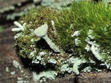 Cladonia carneola image