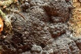 Annulohypoxylon multiforme image