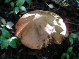Leccinum duriusculum image