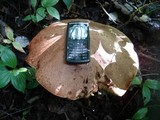 Leccinum duriusculum image