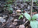 Leccinum duriusculum image