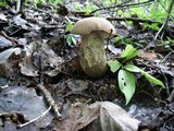 Leccinum duriusculum image