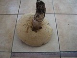 Leccinum duriusculum image