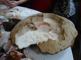 Leccinum duriusculum image