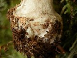 Amanita porphyria image