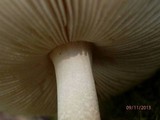 Amanita porphyria image