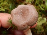 Lactarius vietus image