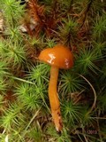 Hygrocybe laeta var. laeta image