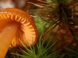 Hygrocybe laeta var. laeta image