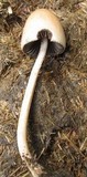 Panaeolus semiovatus var. phalaenarum image
