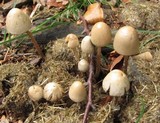 Panaeolus semiovatus var. phalaenarum image