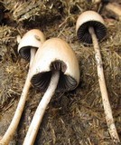 Panaeolus semiovatus var. phalaenarum image