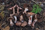 Agaricus fuscofibrillosus image