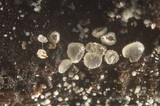 Hyaloscypha quercicola image