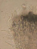 Hyaloscypha quercicola image