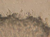 Hyaloscypha quercicola image