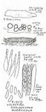 Hyaloscypha quercicola image