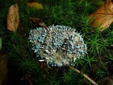 Penicillium vulpinum image