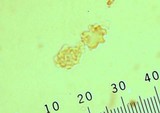 Sarcodon imbricatus image
