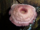 Callistosporium terrigenum image