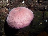 Callistosporium terrigenum image