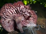 Callistosporium terrigenum image