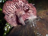 Callistosporium terrigenum image