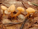 Cudonia lutea image