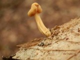 Cudonia lutea image