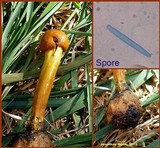 Elaphocordyceps longisegmentis image