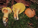 Suillus caerulescens image