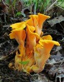 Craterellus odoratus image