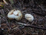 Russula crassotunicata image