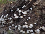 Crepidotus applanatus image