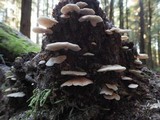 Crepidotus applanatus image