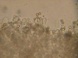 Crepidotus applanatus image