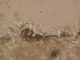 Crepidotus applanatus image