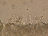 Crepidotus applanatus image