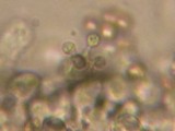 Crepidotus applanatus image