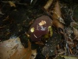 Boletus pruinatus image