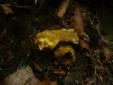 Boletus pruinatus image