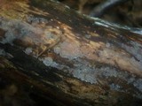Radulomyces confluens image