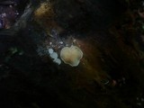Clitopilus hobsonii image