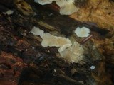Clitopilus hobsonii image