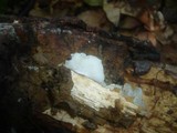 Clitopilus hobsonii image
